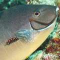 00 To be determined, photo taken in Maldives, Male Atoll, North Male Atoll, Madi Thila