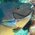 00 To be determined, photo taken in Maldives, Male Atoll, North Male Atoll, Madi Thila