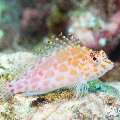 00 To be determined, photo taken in Maldives, Male Atoll, North Male Atoll, Madi Thila