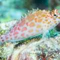 00 To be determined, photo taken in Maldives, Male Atoll, North Male Atoll, Madi Thila