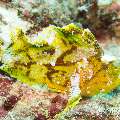 00 To be determined, photo taken in Maldives, Male Atoll, North Male Atoll, Madi Thila