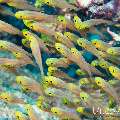 00 To be determined, photo taken in Maldives, Male Atoll, North Male Atoll, Madi Thila