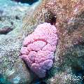 00 To be determined, photo taken in Maldives, Male Atoll, North Male Atoll, Madi Thila