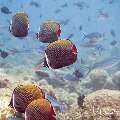 00 To be determined, photo taken in Maldives, Male Atoll, North Male Atoll, Madi Thila
