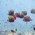 00 To be determined, photo taken in Maldives, Male Atoll, North Male Atoll, Madi Thila