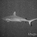 00 To be determined, photo taken in Maldives, Male Atoll, North Male Atoll, n/a