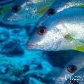 00 To be determined, photo taken in Maldives, Male Atoll, North Male Atoll, n/a