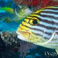 00 To be determined, photo taken in Maldives, Male Atoll, North Male Atoll, n/a