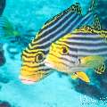 00 To be determined, photo taken in Maldives, Male Atoll, North Male Atoll, n/a
