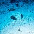 00 To be determined, photo taken in Maldives, Male Atoll, North Male Atoll, n/a