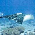 00 To be determined, photo taken in Maldives, Male Atoll, North Male Atoll, n/a