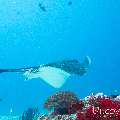 00 To be determined, photo taken in Maldives, Male Atoll, North Male Atoll, Kuda Faru