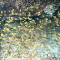 00 To be determined, photo taken in Maldives, Male Atoll, North Male Atoll, Hembadu