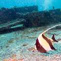 00 To be determined, photo taken in Maldives, Male Atoll, North Male Atoll, Hembadu