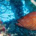 00 To be determined, photo taken in Maldives, Male Atoll, North Male Atoll, Hembadu