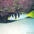 00 To be determined, photo taken in Maldives, Male Atoll, North Male Atoll, Hembadu