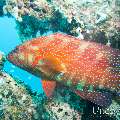 00 To be determined, photo taken in Maldives, Male Atoll, North Male Atoll, Hembadu