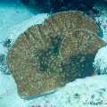 00 To be determined, photo taken in Maldives, Male Atoll, North Male Atoll, Reti Rah