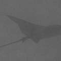 00 To be determined, photo taken in Maldives, Male Atoll, North Male Atoll, Reti Rah