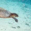 00 To be determined, photo taken in Maldives, Male Atoll, North Male Atoll, Reti Rah