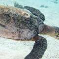 00 To be determined, photo taken in Maldives, Male Atoll, North Male Atoll, Reti Rah