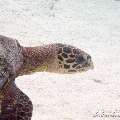 00 To be determined, photo taken in Maldives, Male Atoll, North Male Atoll, Reti Rah