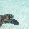 00 To be determined, photo taken in Maldives, Male Atoll, North Male Atoll, Reti Rah