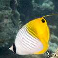00 To be determined, photo taken in Maldives, Male Atoll, North Male Atoll, Reti Rah
