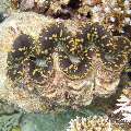 00 To be determined, photo taken in Maldives, Male Atoll, North Male Atoll, Reti Rah