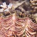 00 To be determined, photo taken in Maldives, Male Atoll, North Male Atoll, Reti Rah