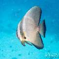 00 To be determined, photo taken in Maldives, Male Atoll, North Male Atoll, Reti Rah