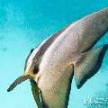 00 To be determined, photo taken in Maldives, Male Atoll, North Male Atoll, Reti Rah
