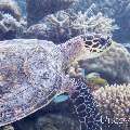 00 To be determined, photo taken in Maldives, Male Atoll, North Male Atoll, Reti Rah