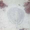 00 To be determined, photo taken in Maldives, Male Atoll, North Male Atoll, Reti Rah