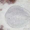 00 To be determined, photo taken in Maldives, Male Atoll, North Male Atoll, Reti Rah