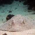 00 To be determined, photo taken in Maldives, Male Atoll, North Male Atoll, Reti Rah