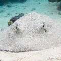 00 To be determined, photo taken in Maldives, Male Atoll, North Male Atoll, Reti Rah