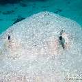00 To be determined, photo taken in Maldives, Male Atoll, North Male Atoll, Reti Rah