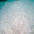 00 To be determined, photo taken in Maldives, Male Atoll, North Male Atoll, Reti Rah