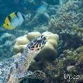 00 To be determined, photo taken in Maldives, Male Atoll, North Male Atoll, Reti Rah