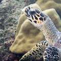 00 To be determined, photo taken in Maldives, Male Atoll, North Male Atoll, Reti Rah
