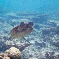 00 To be determined, photo taken in Maldives, Male Atoll, North Male Atoll, Reti Rah