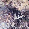 00 To be determined, photo taken in Maldives, Male Atoll, North Male Atoll, Reti Rah
