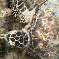 00 To be determined, photo taken in Maldives, Male Atoll, North Male Atoll, Reti Rah
