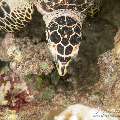 00 To be determined, photo taken in Maldives, Male Atoll, North Male Atoll, Reti Rah