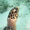 00 To be determined, photo taken in Maldives, Male Atoll, North Male Atoll, Reti Rah