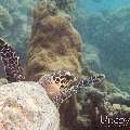 00 To be determined, photo taken in Maldives, Male Atoll, North Male Atoll, Reti Rah