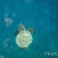 00 To be determined, photo taken in Maldives, Male Atoll, North Male Atoll, Reti Rah