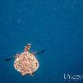 00 To be determined, photo taken in Maldives, Male Atoll, North Male Atoll, Reti Rah