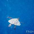 00 To be determined, photo taken in Maldives, Male Atoll, North Male Atoll, Reti Rah